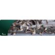 Cerus Gear Magnum XXL 14x48 Wild Ducks Promat Full Color